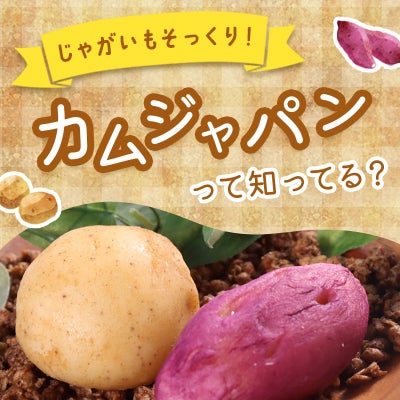 じゃがいもそっくり！「カムジャパン」｜韓国おやつ特集