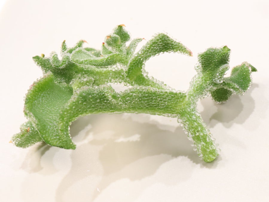 キラキラした水滴のようなつぶが特徴の、ほんのり塩味の野菜です