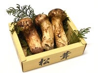 中国産松茸