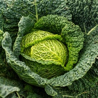 サボイキャベツ