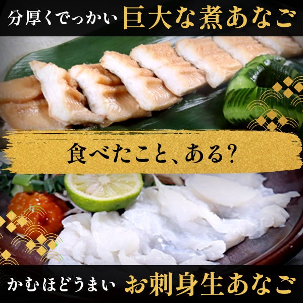 食べたこと、ある？　分厚くでっかい「巨大な煮あなご」・かむほどうまい「お刺身生あなご」