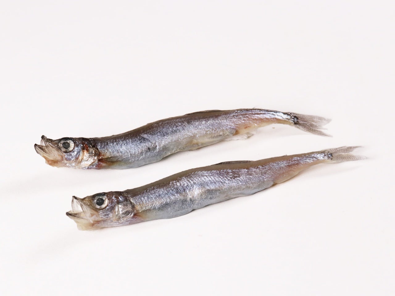 業務用 子持ちカラフトししゃも（約14g） 50尾 冷凍｜業務用食品・食材